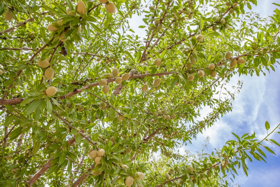 4 Bedroom Property for Sale in Paarl Rural Western Cape